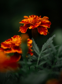 Tagetes | Бархатцы