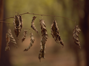 Dried leaves | Высохшие листья
