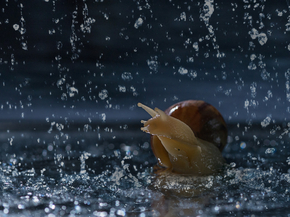 Rain | Дождь