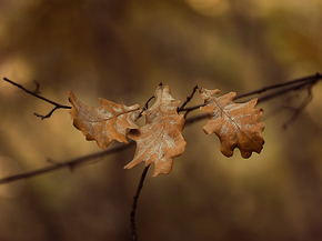 Oak | Дуб
