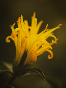 Flowers | Цветы