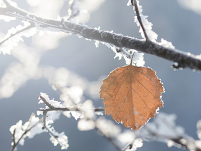 Winter | Зима
