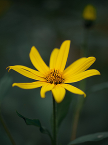 Calendula | Календула Calendula | Календула