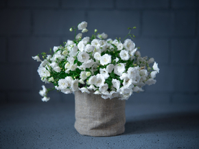 Still life | Натюрморт