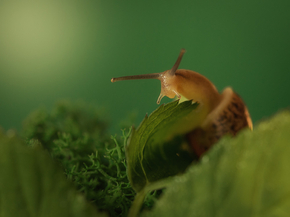 Snail in greenery | Улитка в зелени