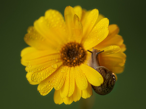 Snail in flower | Улитка в цветке
