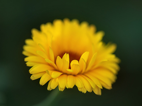Flower | Цветок