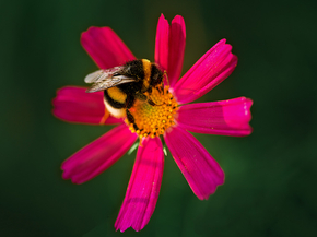 Bumblebee | Шмель