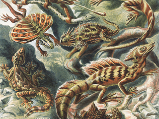 Категория постеров и плакатов Ernst Haeckel