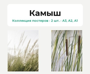 Камыш (Коллекция постеров, 2 шт.) | Трава