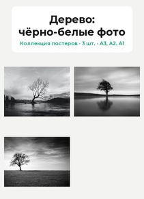 Tree (Коллекция постеров, 3 шт.): чёрно-белые фото | Дерево
