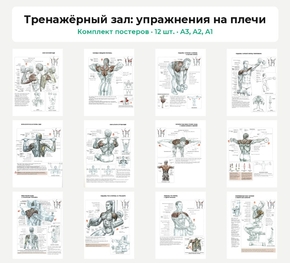 Комплект постеров «Тренажёрный зал: упражнения на плечи», 12 шт.