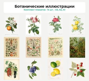 Комплект плакатов «Ботанические иллюстрации», 14 шт.