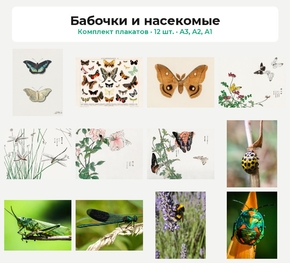 Комплект плакатов «Бабочки и насекомые», 12 шт.