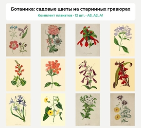 Комплект плакатов «Ботаника: садовые цветы на старинных гравюрах», 12 шт.