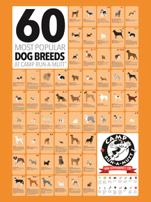 Dog Breeds | Породы собак