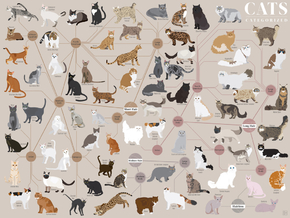 Cats | Кошки