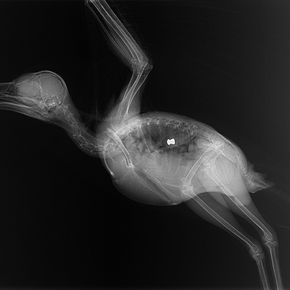 X-Ray | Рентген - Курица