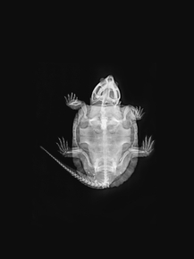 X-Ray | Рентген - Черепаха