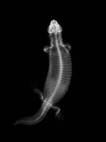 X-Ray | Рентген