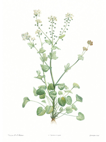 Botany (Коллекция постеров №1) | Ботаника