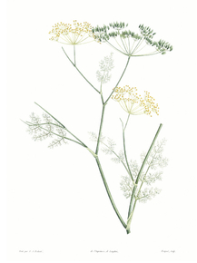 Botany (Коллекция постеров №1) | Ботаника