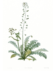 Botany (Коллекция постеров №1) | Ботаника