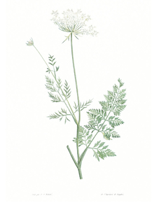 Botany (Коллекция постеров №1) | Ботаника