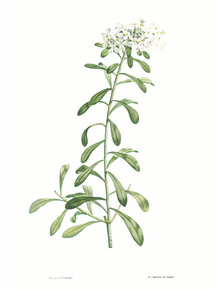 Botany (Коллекция постеров №1) | Ботаника