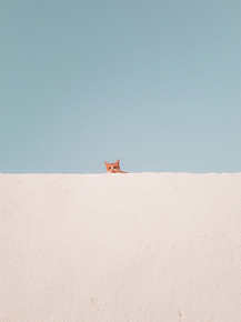 Cat | Кот