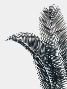 Foliage (Коллекция Постеров) | Листья