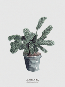 Botany (Коллекция постеров №2) | Ботаника Botany (Коллекция постеров №2) | Ботаника