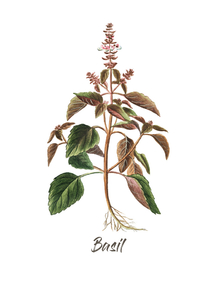 Botany (Коллекция постеров №3) - Basil | Ботаника