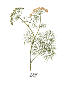 Botany (Коллекция постеров №3) - Dill | Ботаника