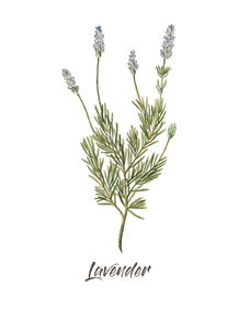 Botany (Коллекция постеров №3) - Lavender | Ботаника