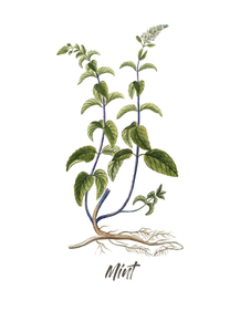 Botany (Коллекция постеров №3) - Mint | Ботаника