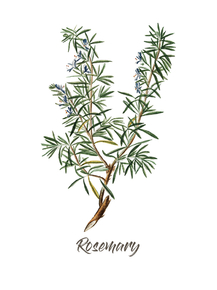 Botany (Коллекция постеров №3) - Rosemary | Ботаника