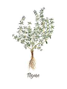 Botany (Коллекция постеров №3) - Thyme | Ботаника