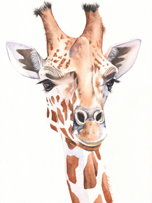 Giraffe | Жираф