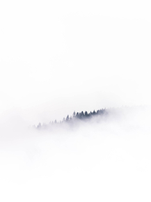 Forest | Лес