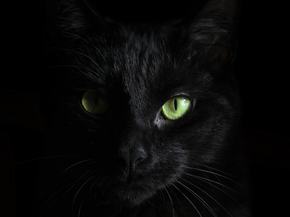 Cat | Кот