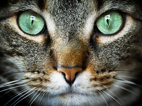 Cat | Кот