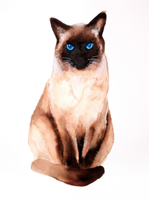 Cat | Кот