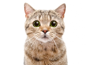 Cat | Кот