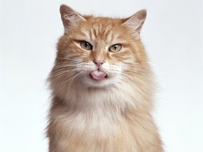 Cat | Кот