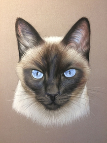 Cat | Кот