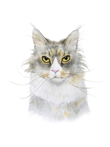 Cat | Кот