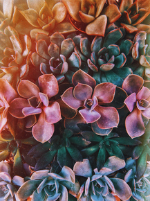 Succulent | Суккулент