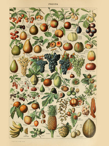 Fruits | Фрукты