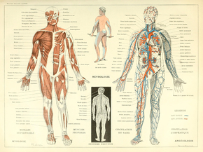 Nevrologie | Неврология